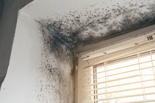 Affordable Mold Remediation solutions in Prides Crossing, MA